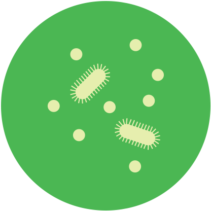 Bacteria Bacteria