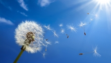 Healthy Home, Dandelion, pollen and allergies, NY 