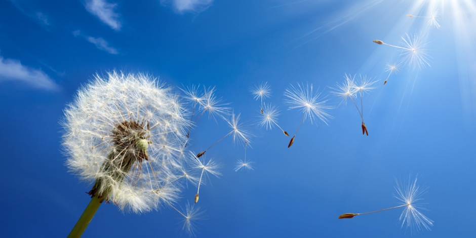 Healthy Home, Dandelion, pollen and allergies, NY 