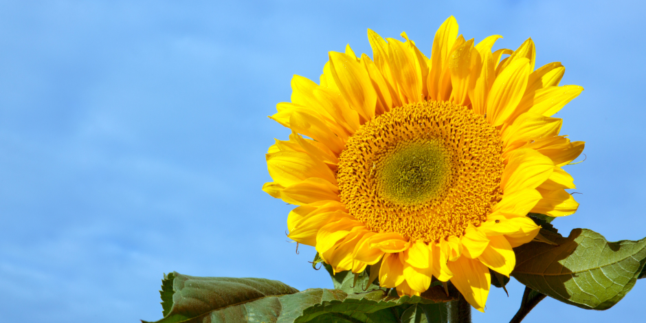 Cities we serve Healthy Home Energy and Consulting, Sunflower, NY