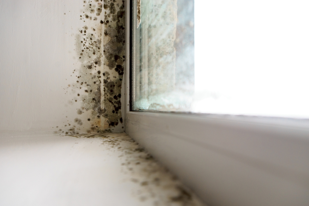 mold building up around a window inside home