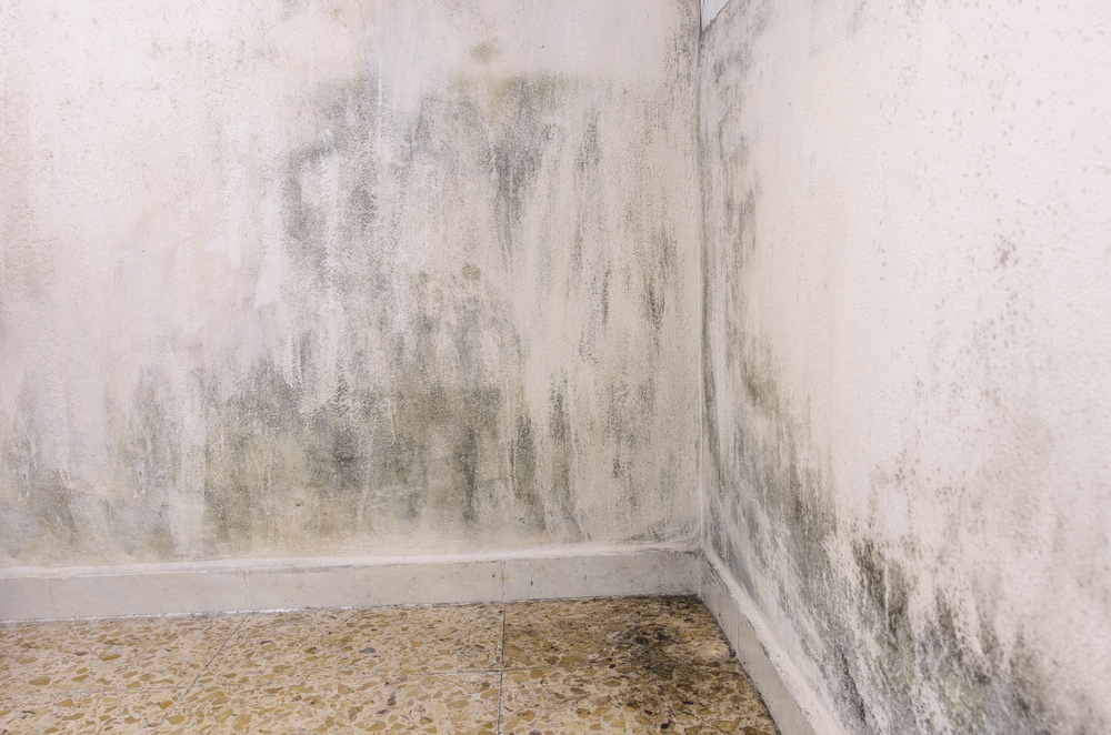 moisture and mold on a wall inside home